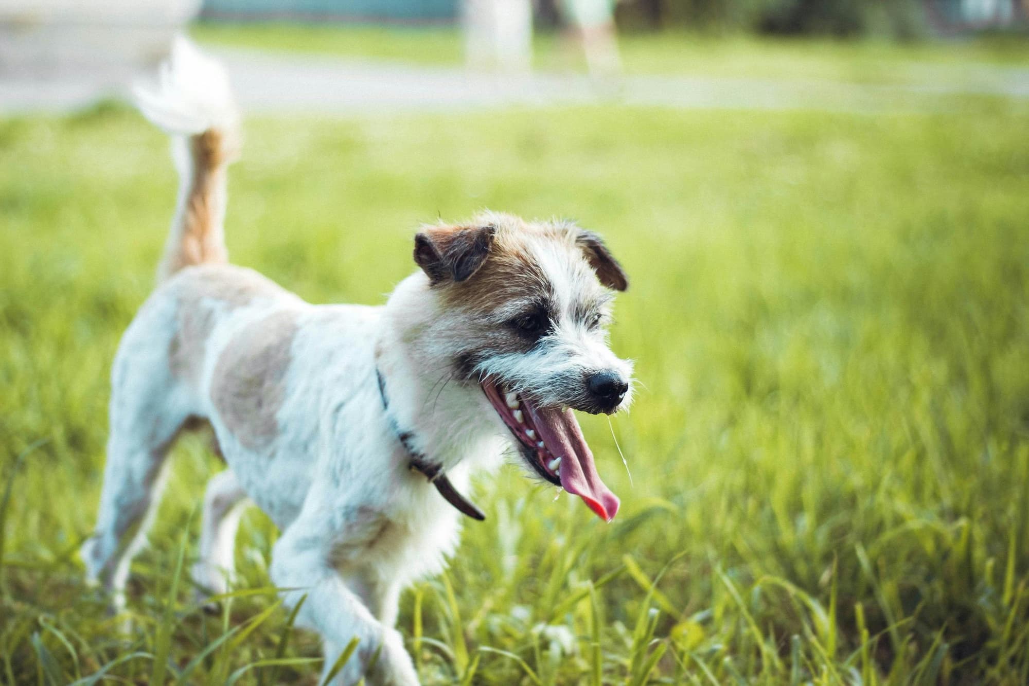 Dog happily playing in a field