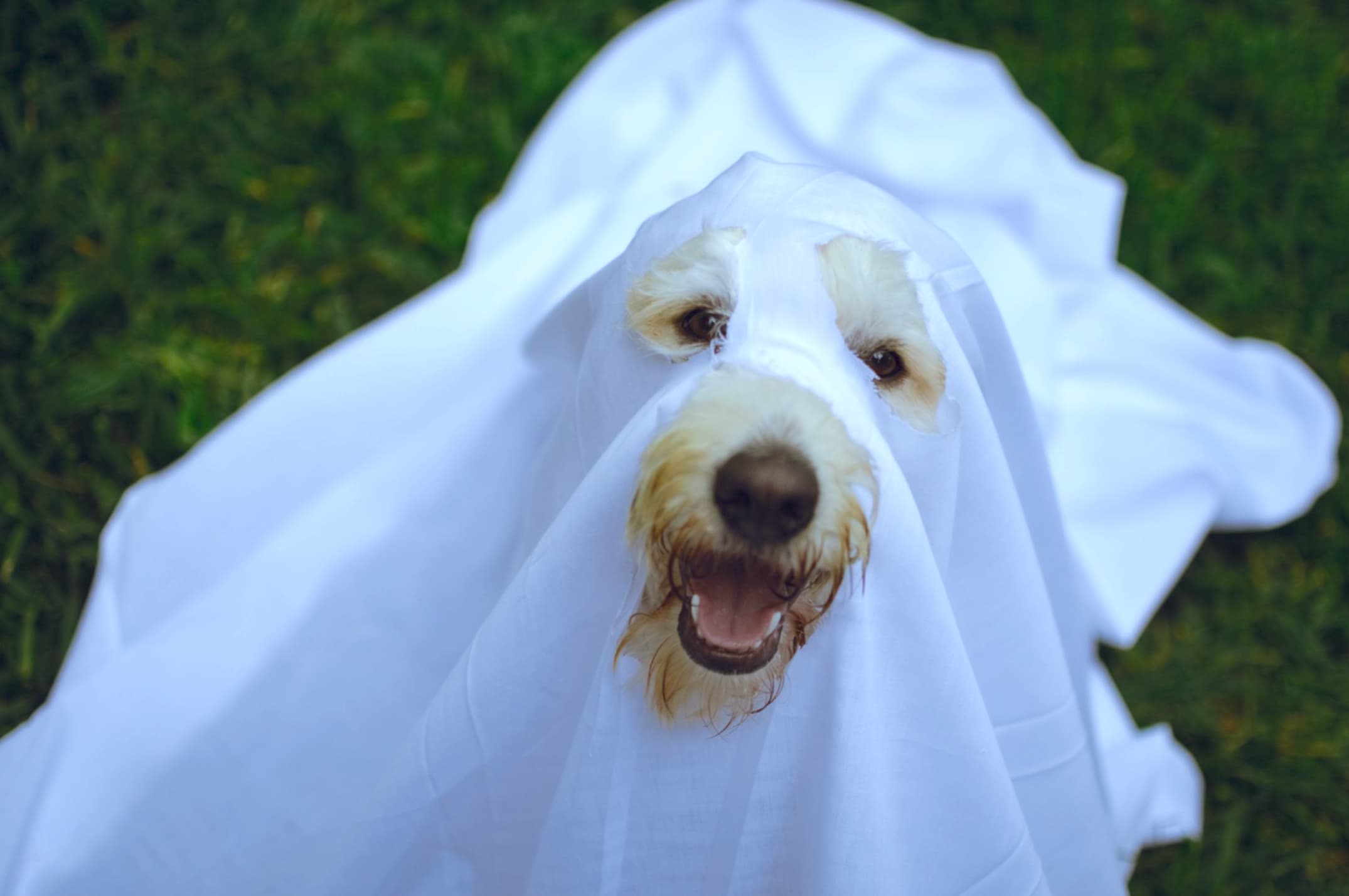 Keeping Your Pet Safe: Halloween Pet Costume Tips