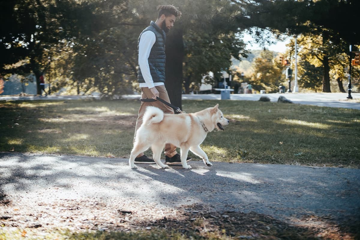 Bonding Through Pet-Friendly Activities